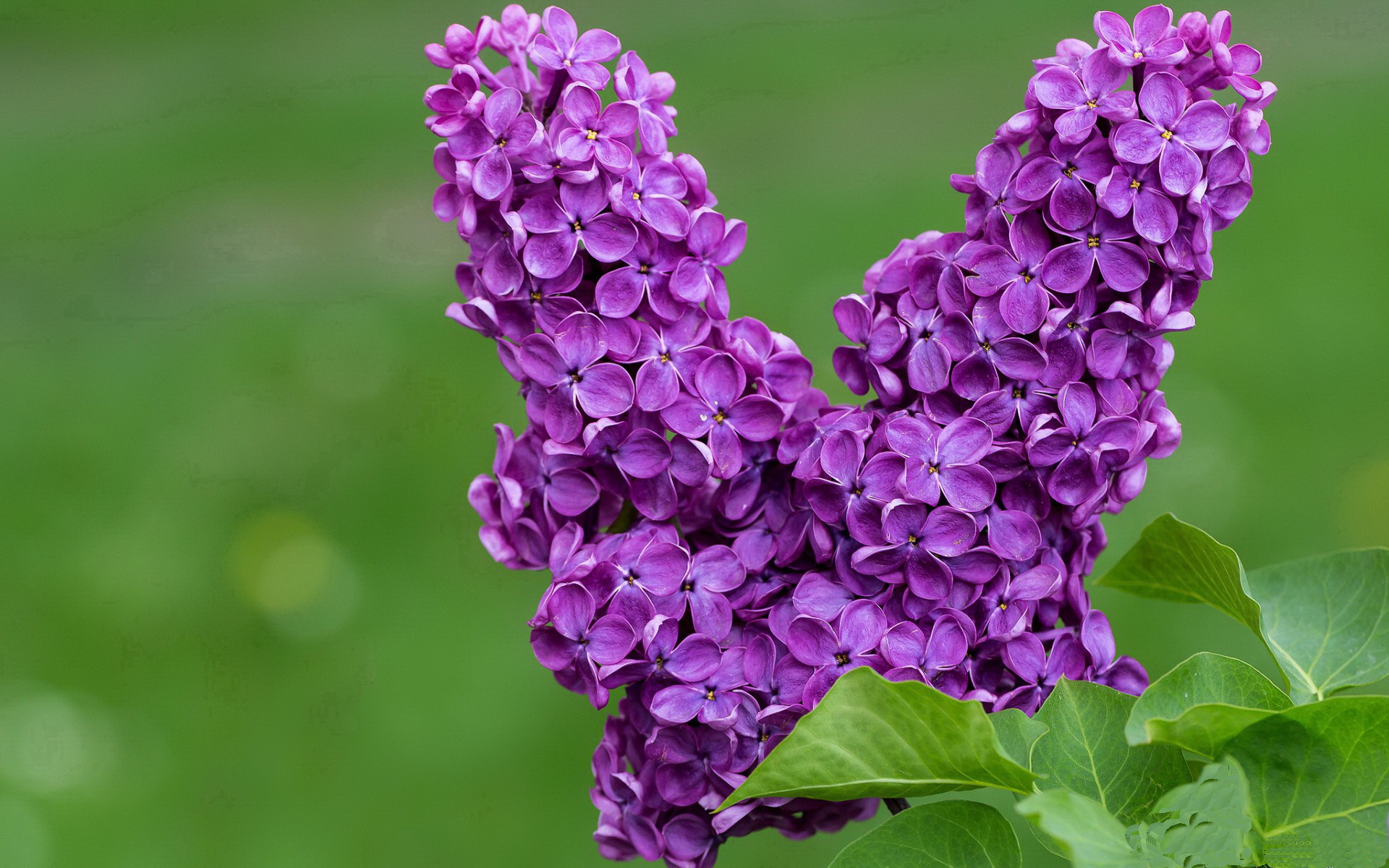 _掘金攻守两端均衡,追逐更高的排名_,掘金的主力