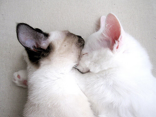 kaiyun开云·官方网站-_网球运动普及：业余赛事火爆开启_，网球职业比赛