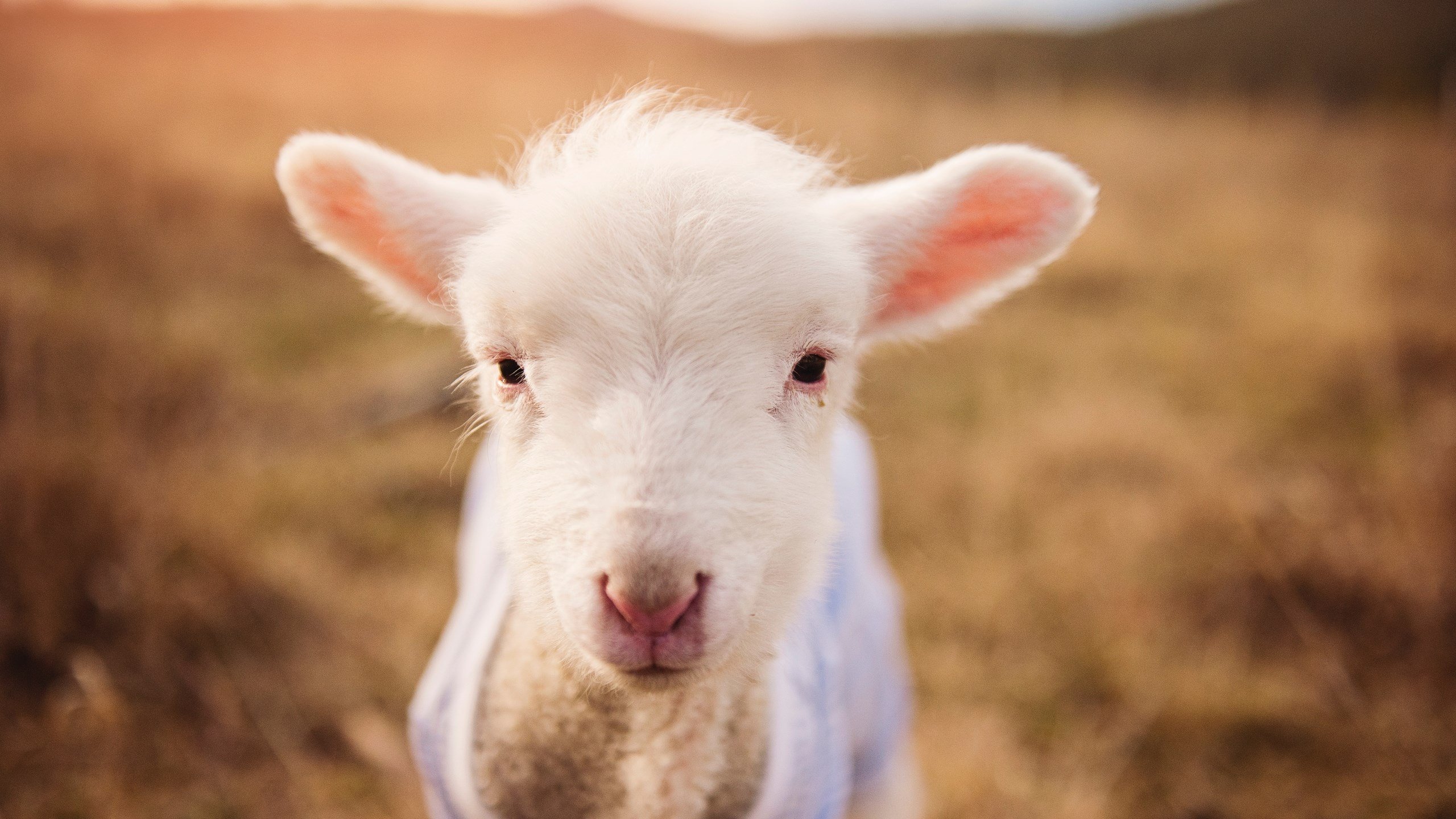 kaiyun-“法甲最后几轮：豪门争夺激烈，战事不断”，法甲结束了吗