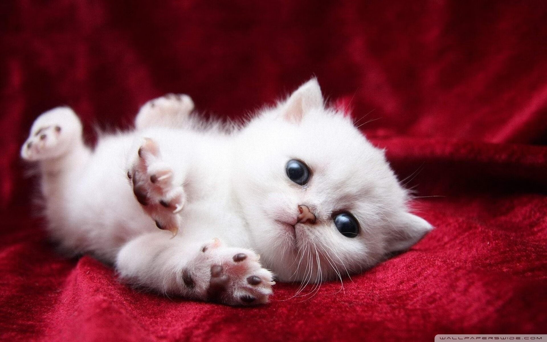 kaiyun登录入口-“法甲激烈厮杀：豪门争锋，积分榜悬念重重”，法甲 豪门