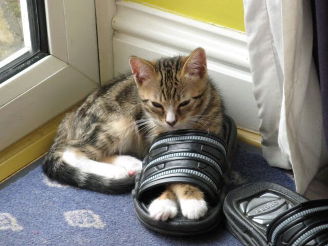 开云网站-“法甲激烈角逐，榜首变换频繁”，法甲前三名