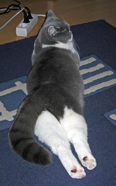 【新手教程】零基础学会比赛中的基本攻防策略，论述在比赛中如何才能有效的攻击2-3区域联防