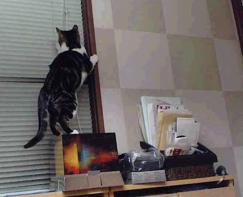 以足球+科技推动校园体育高质量发展,校园足球的推广和发展