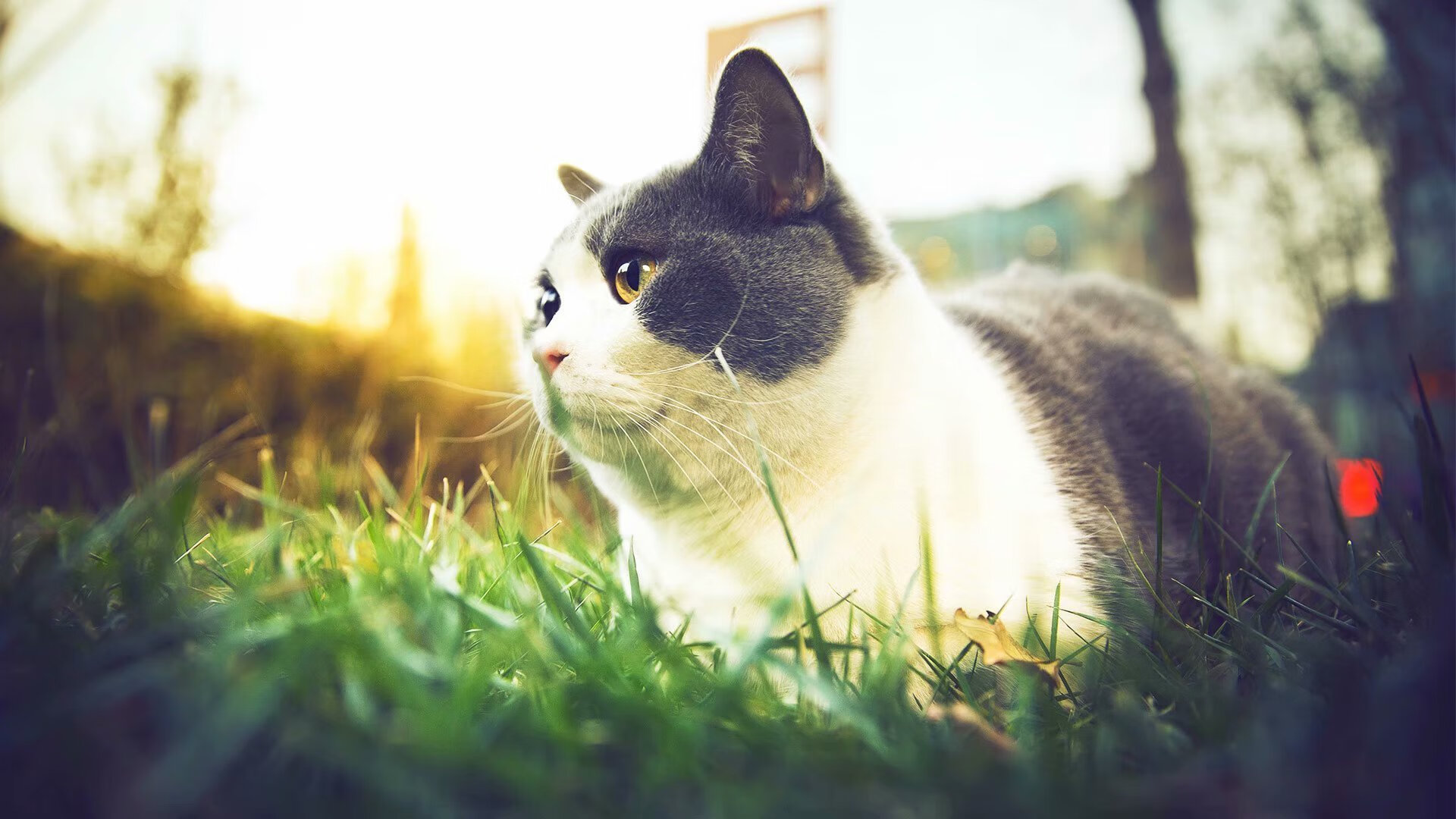 哥伦比亚骑手玛丽亚·阿庞特在2024年巴黎奥运会盛装舞步比赛中取得第30名，表现稳定。