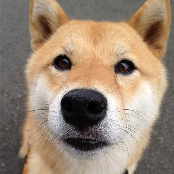 开云网页版登录入口-KPL战术创新引发关注，kpl经典战役