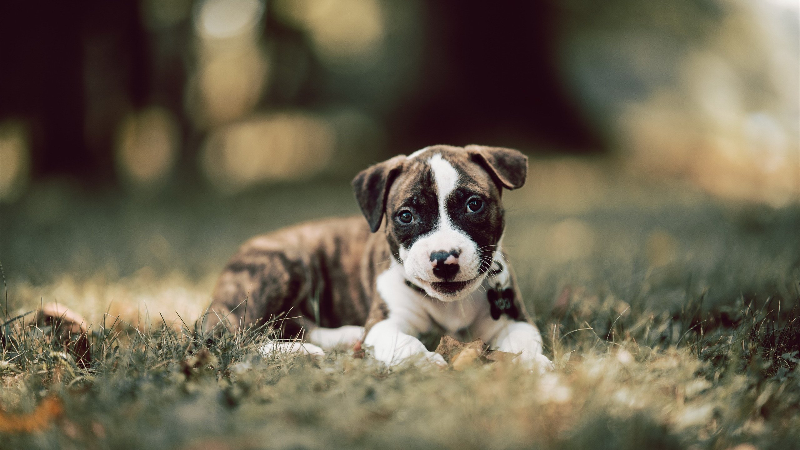 开云官方-KPL战队战术风格多样化，kpl比赛队伍