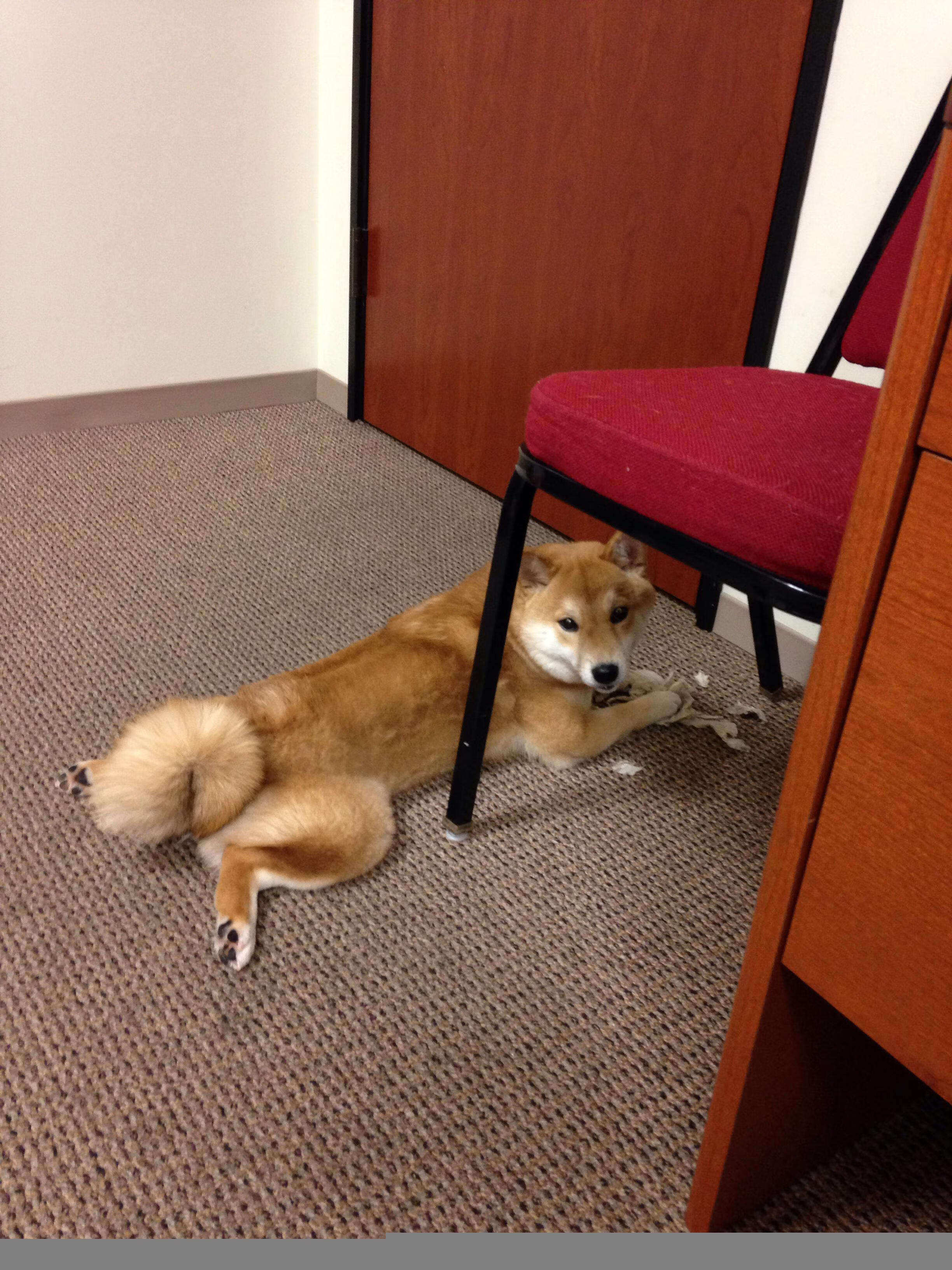 北京国安对手临近,球队备战状态强劲,北京国安队的赛程