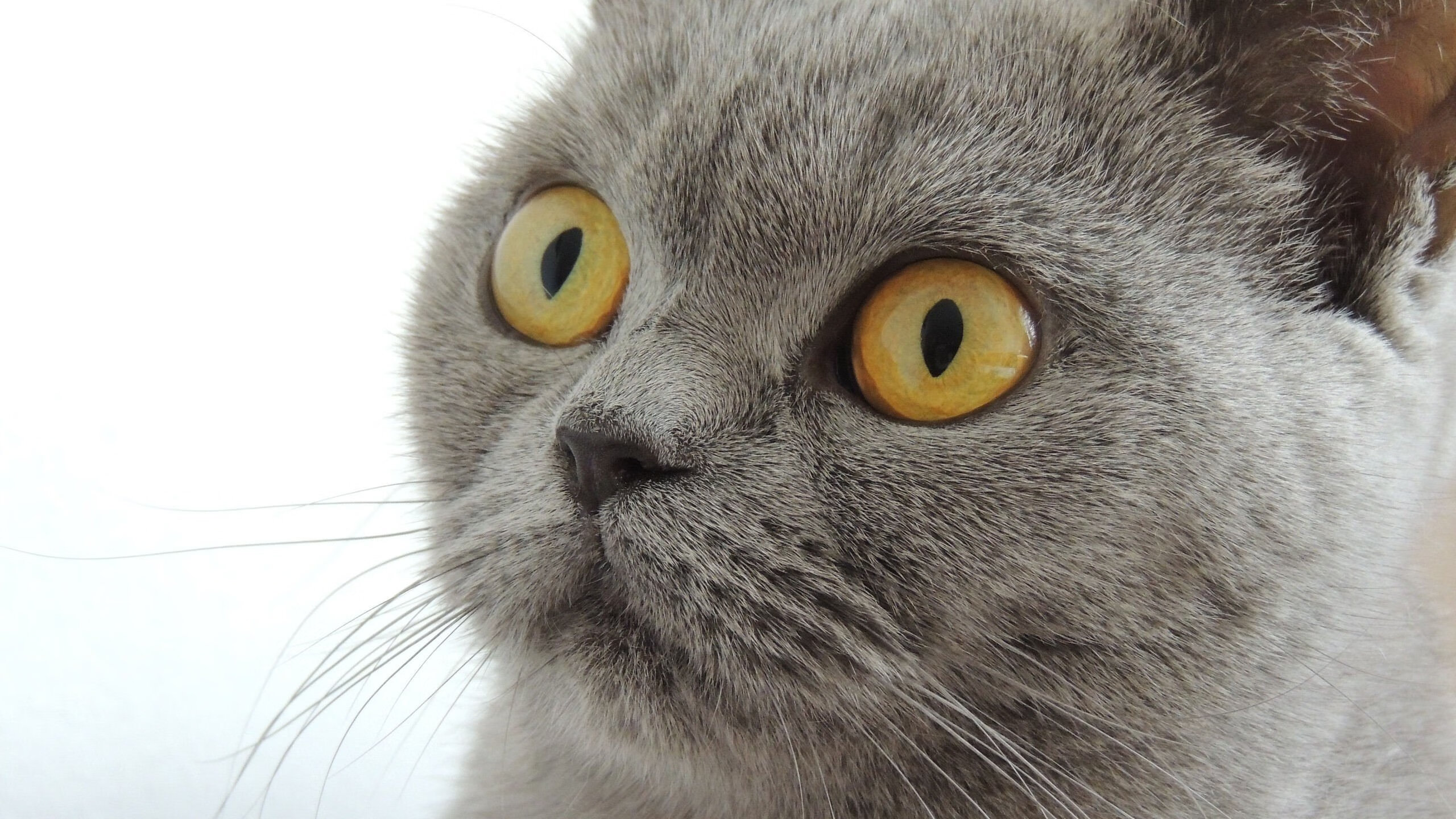 开云网页版-山西力争战胜上海，创造翻盘机会，山西打仗是哪场战役