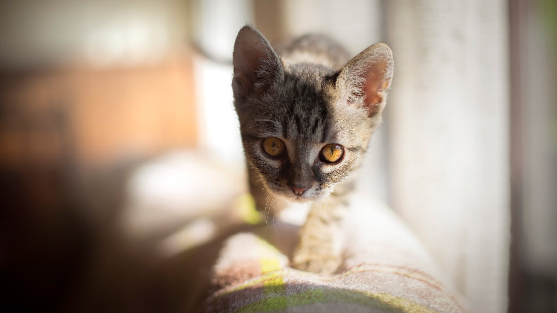 kaiyun体育app-山西汾渭谷猛攻单核失利，须再调整阵容，汾渭平原最新消息