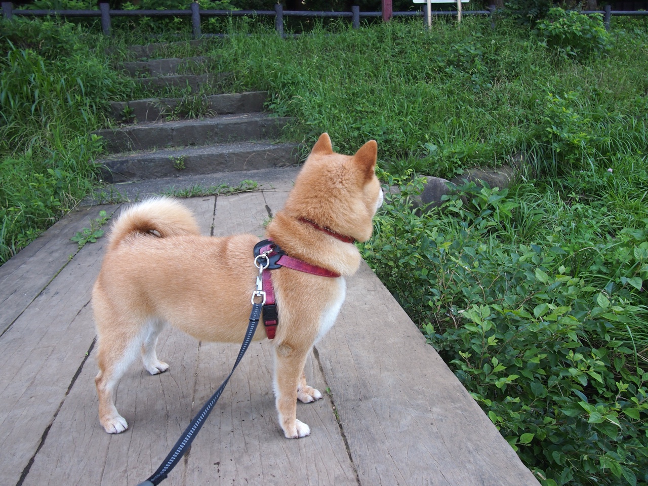 比利时国脚高接低挡,塞尔维亚队狭胜,十分激烈的对决吸引着全世界的目光