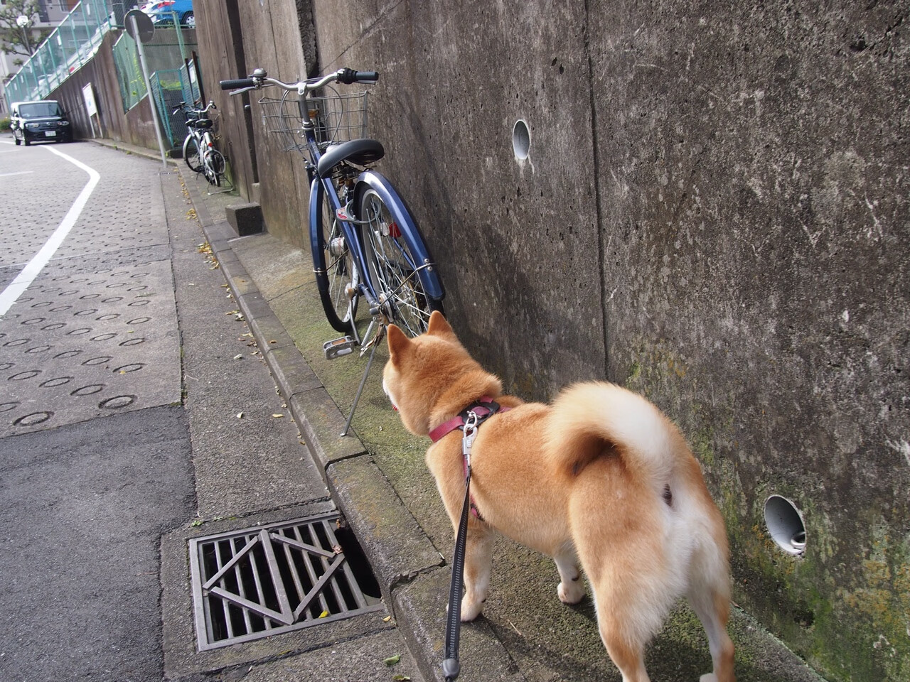 比利时队在大赛中连胜保持领先地位,夺冠在望,比利时队的比赛
