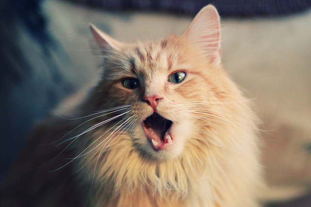 比利时队在足球赛事中取得巨大胜利,比利时队赢了吗