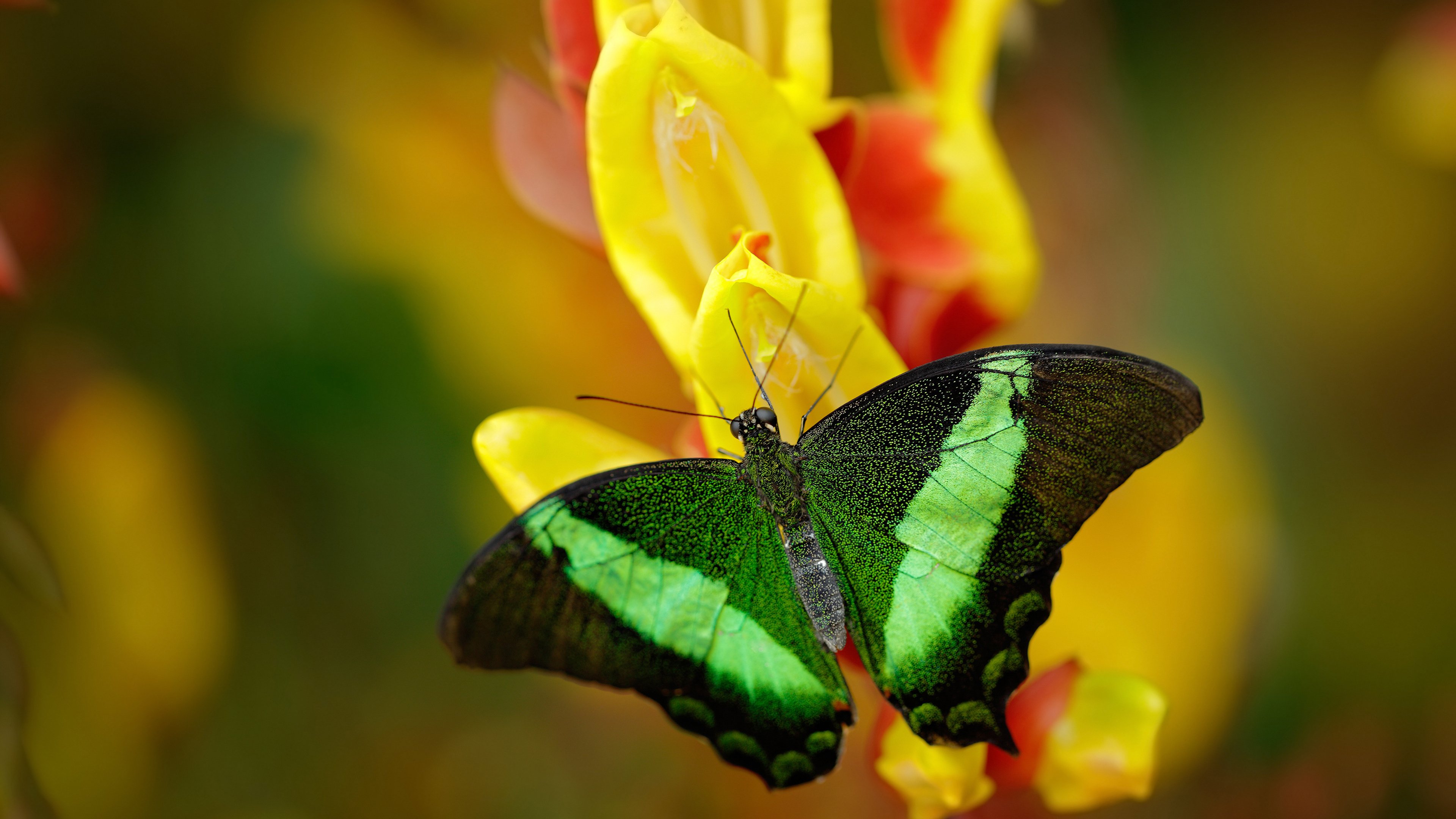 比利时队长再获金靴奖提名,表现斐然,比利时 队长