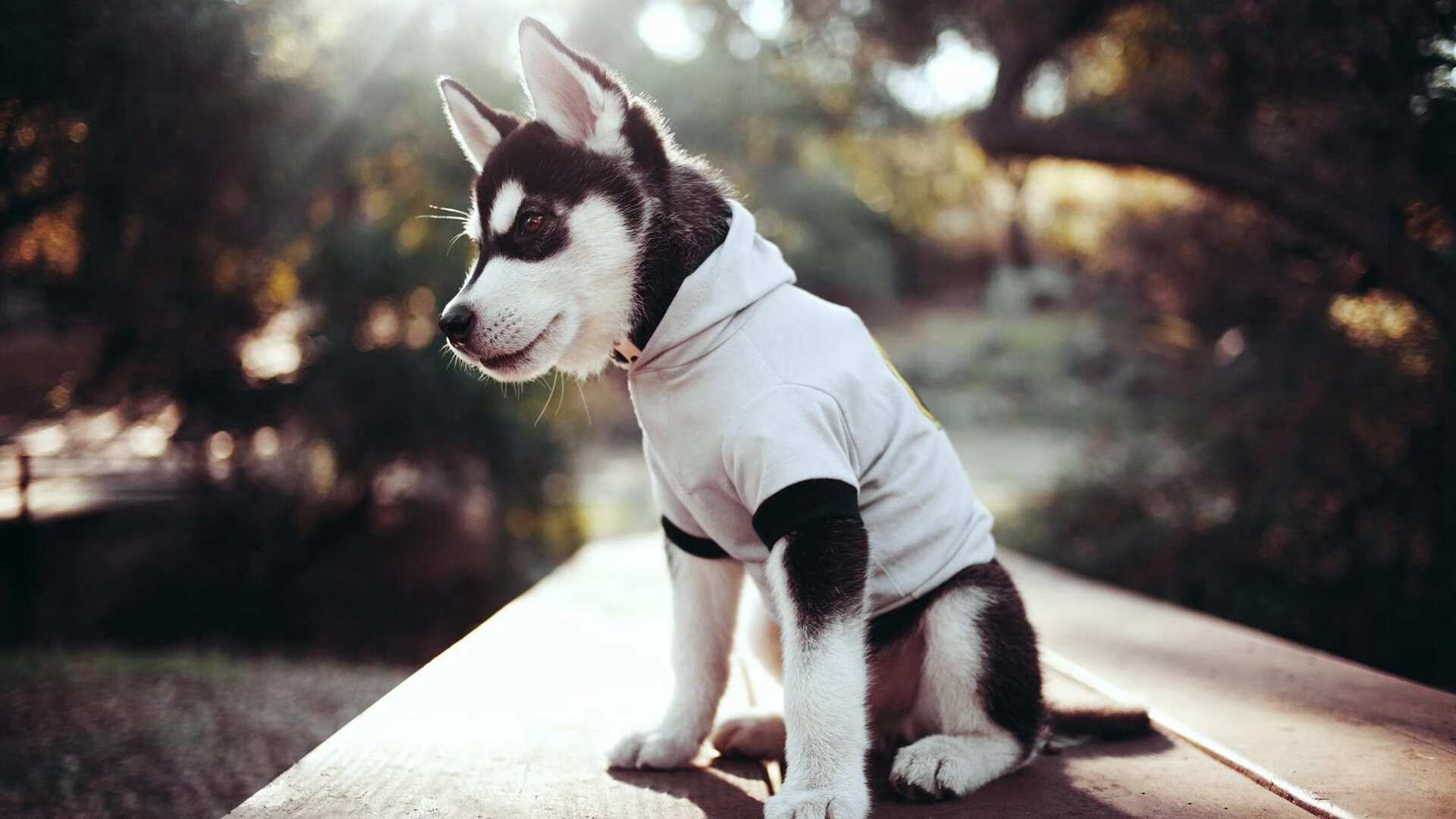 湖人绝杀森林狼,加时鏖战中詹姆斯贡献关键封盖,湖人加时赛