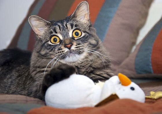 开云官网-湖人绝杀步行者，季后赛首轮中詹姆斯带伤作战，湖人对步行者总决赛打了几场