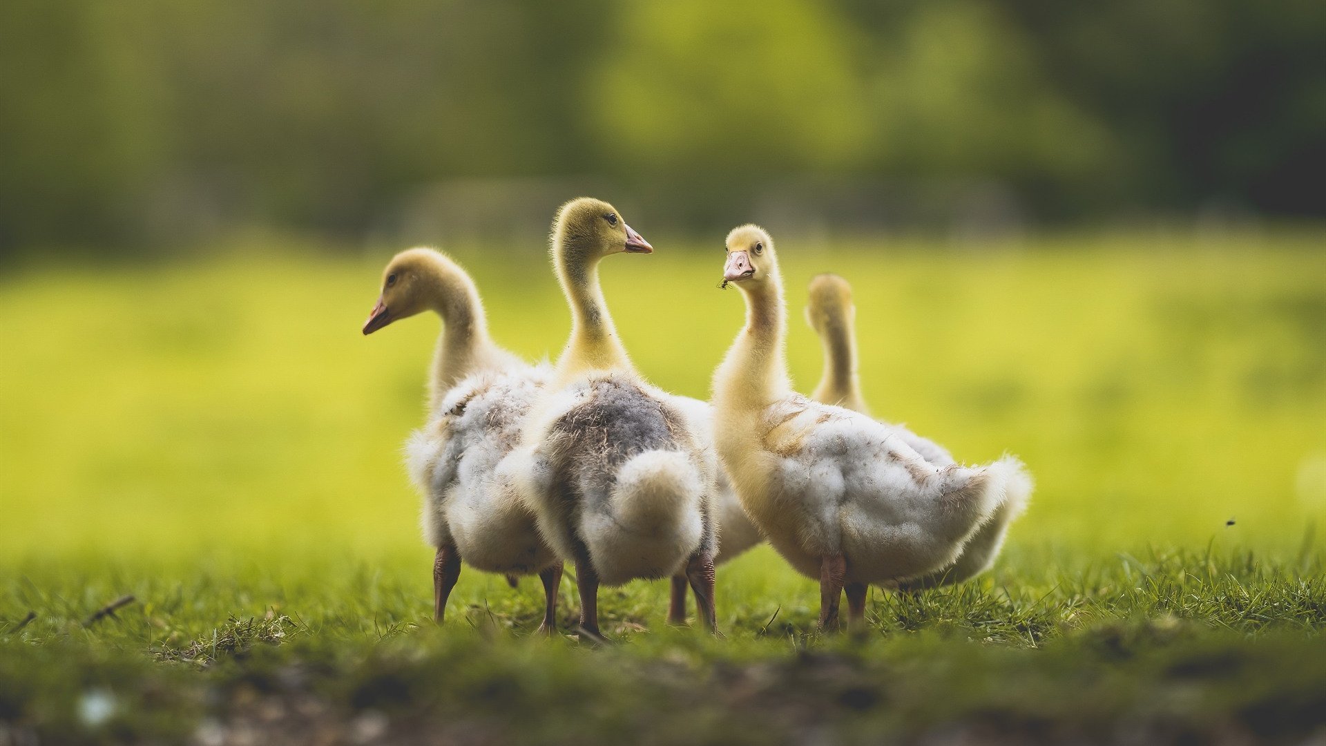 开云·体育全站登录地址-生力啤酒人球员伤病情况改善，生力啤酒厂