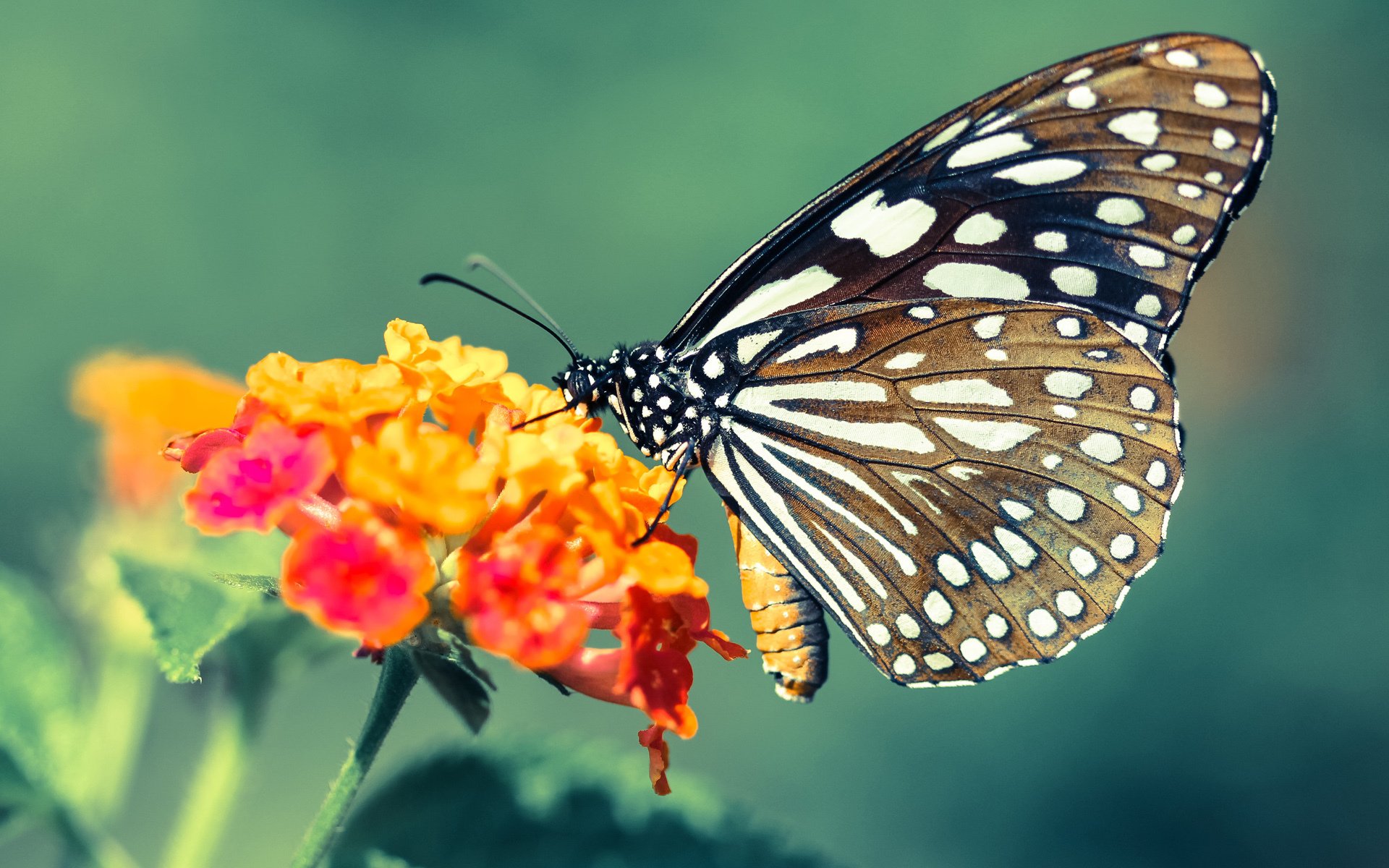 开云·体育官网APP下载-篮球运动员赛后恢复技术，篮球比赛期训练计划和恢复期训练计划