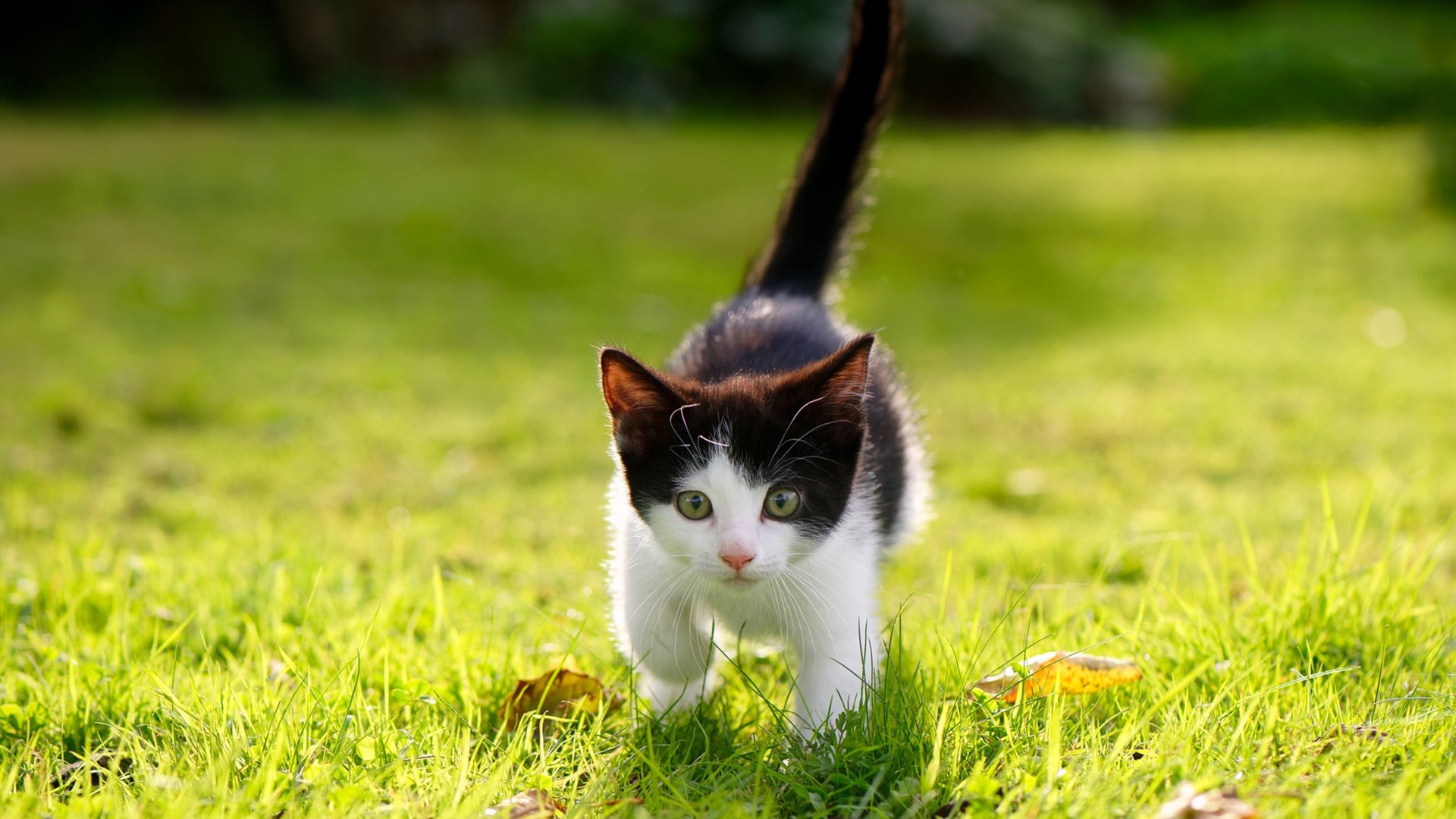 开云官网APP下载-NBA赛季得分王排行榜，nba赛季得分王排行榜最新