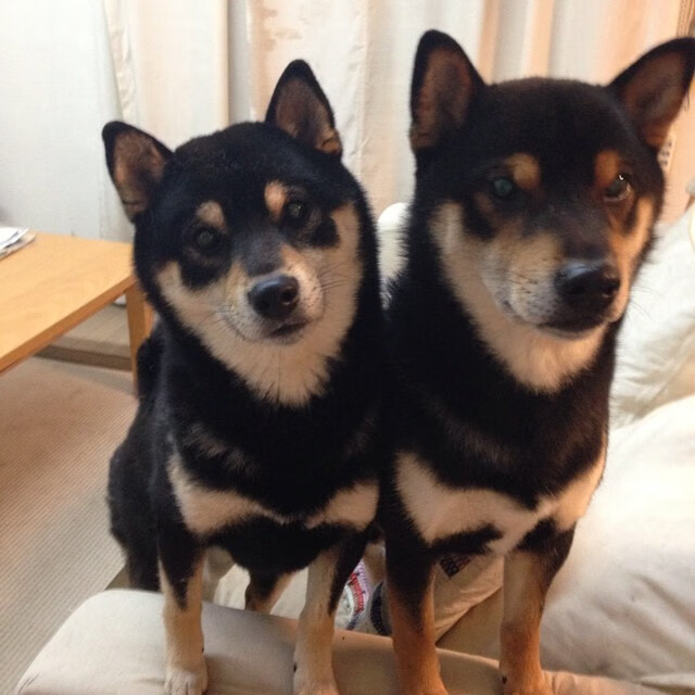 印度队在2024年国际乒联混合团体世界杯的全面突破,印度乒乓球一哥