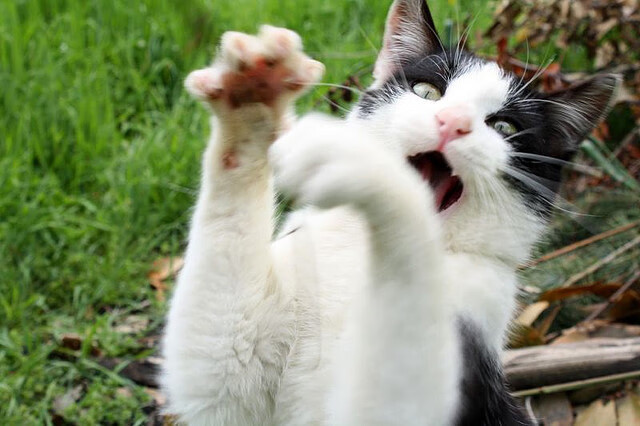 德雷塞尔蝉联蝶泳冠军引爆泳池,德雷塞尔游泳比赛视频