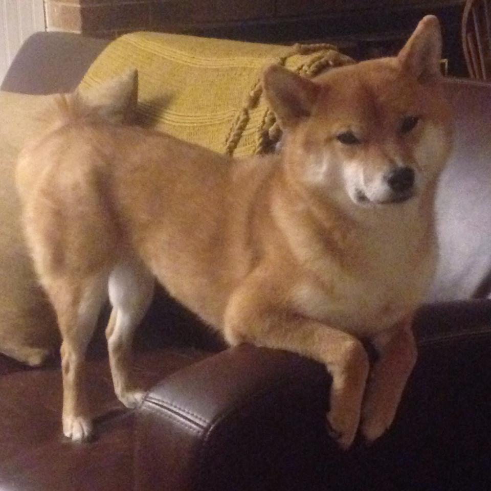 巴西队在南美预赛中领跑，提前锁定出线