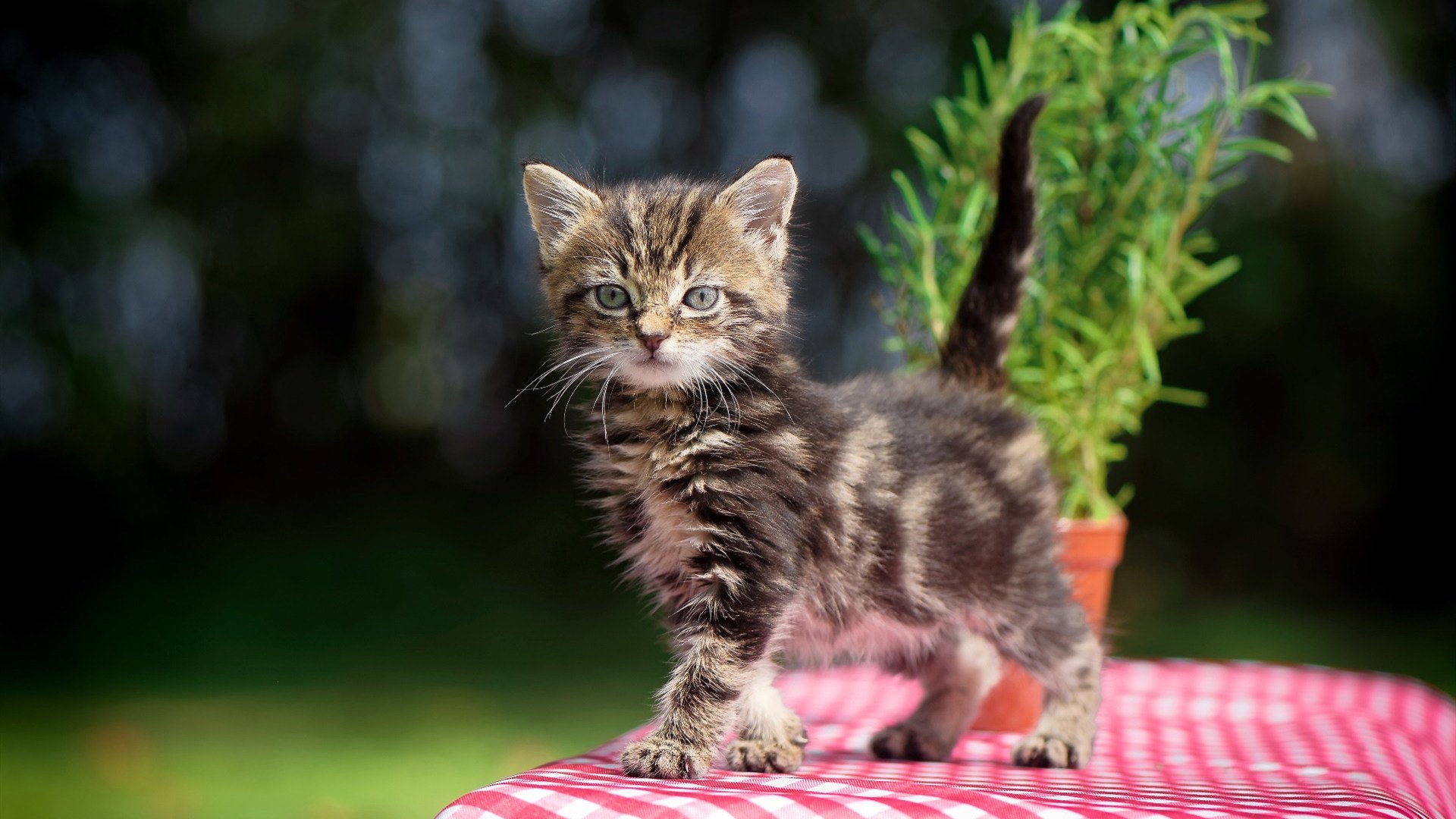 Kaiyun官方登录入口-新规则正式实施球员与裁判适应期成为比赛控制的关键，规定裁判员与谁一起控制比赛