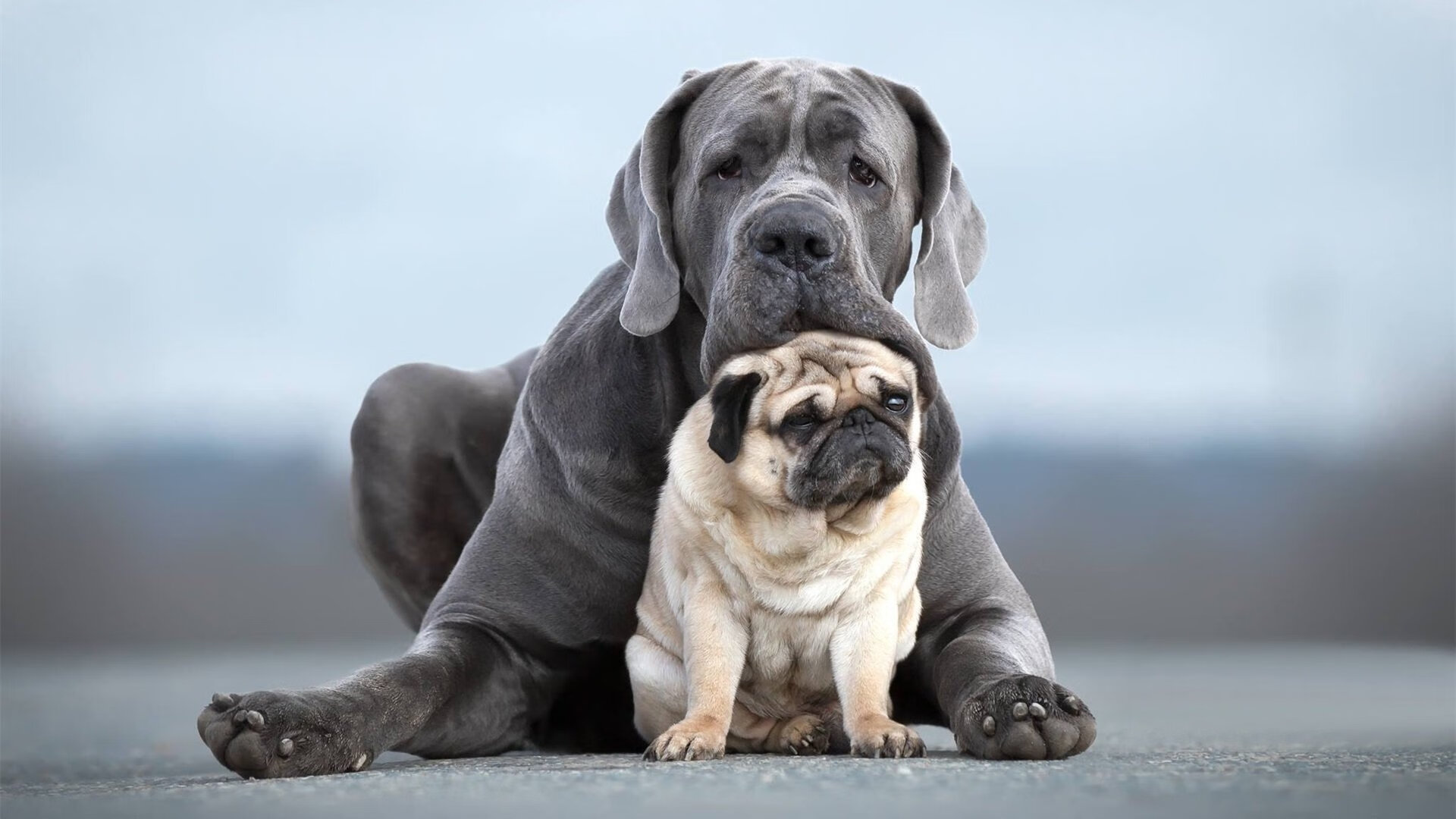 蝶泳赛场波兰选手力量爆发,蝶泳的波浪如何形成
